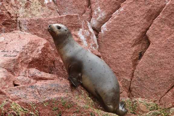 Mähnenrobbe (Otaria flavescens)